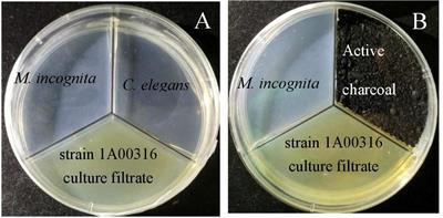 Multiple Modes of Nematode Control by Volatiles of Pseudomonas putida 1A00316 from Antarctic Soil against Meloidogyne incognita